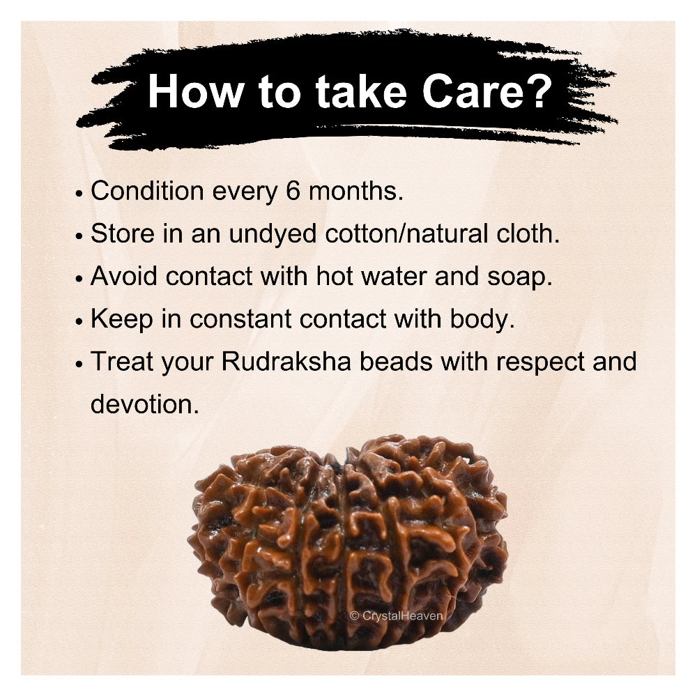12 Mukhi Rudraksha - Certified