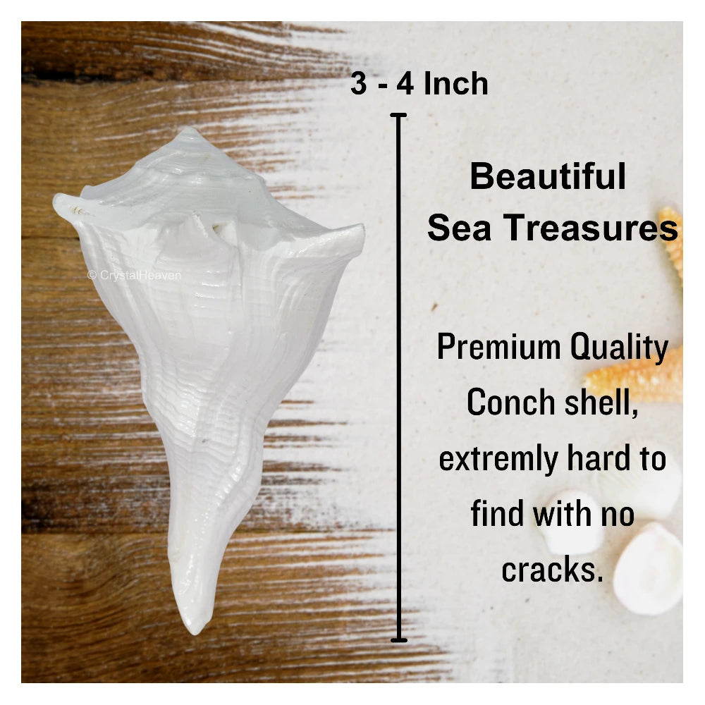 Dakshinavarti Shankh Conch Shell (3" to 4" INCH)