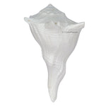 Dakshinavarti Shankh Conch Shell (3" to 4" INCH)
