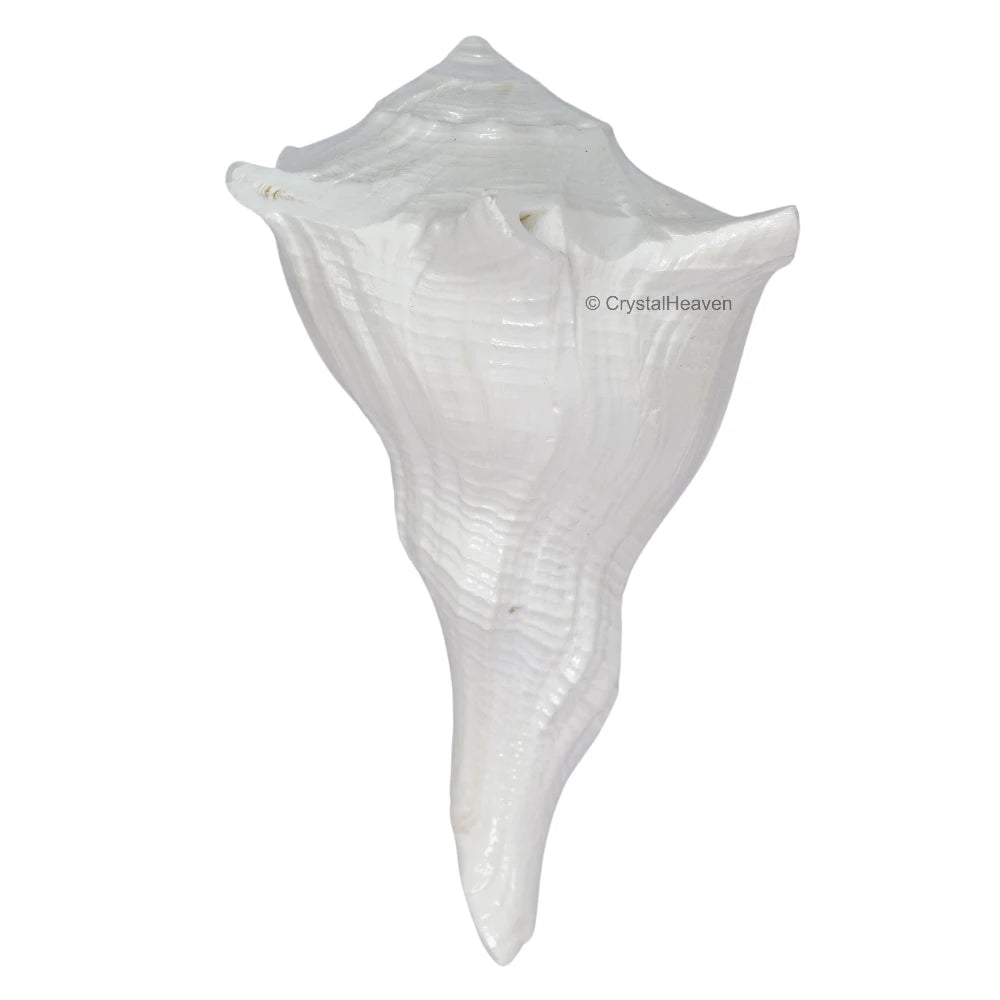 Dakshinavarti Shankh Conch Shell (3" to 4" INCH)