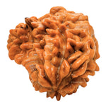 1 Mukhi Rudraksha - Certified