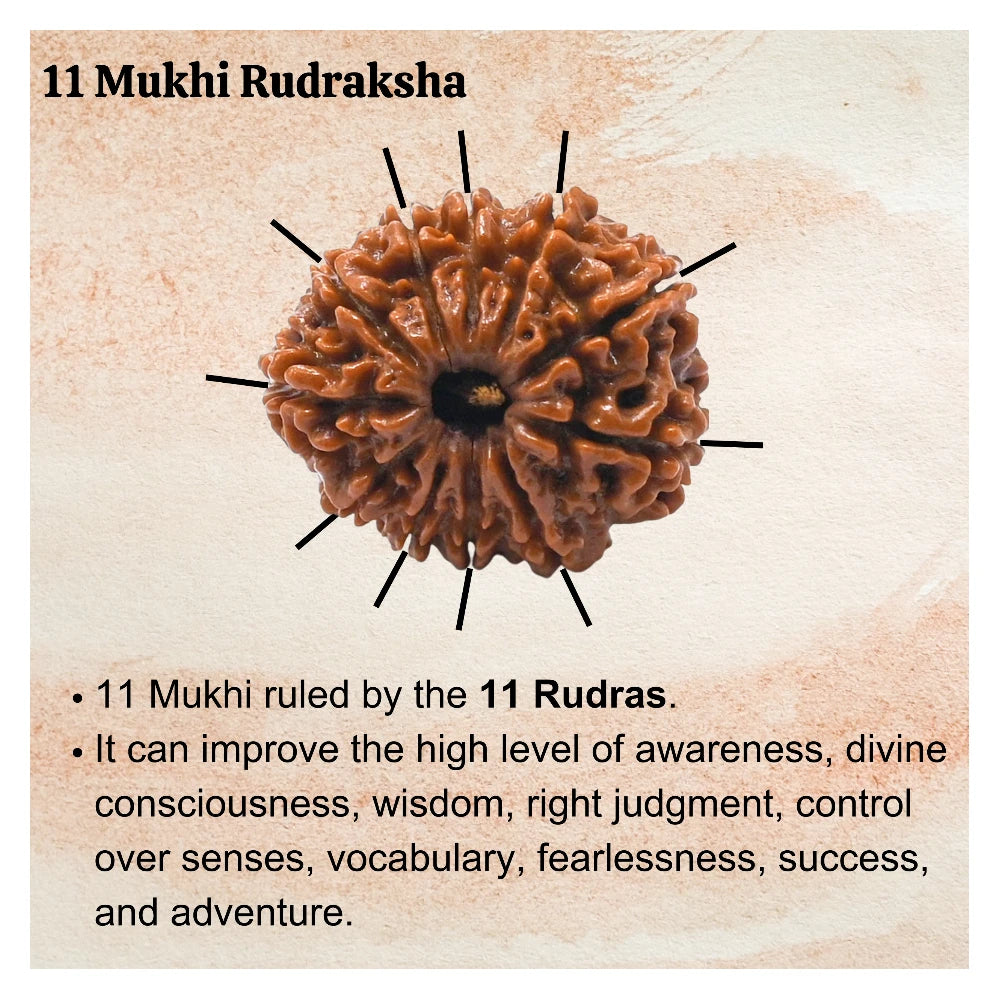11 Mukhi Rudraksha - Certified