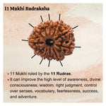 11 Mukhi Rudraksha - Certified
