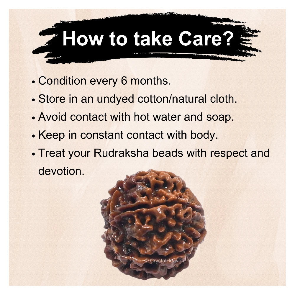 6 Mukhi Rudraksha - Certified