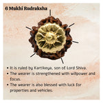 6 Mukhi Rudraksha Pendant (Gold)