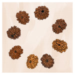 10 Mukhi Rudraksha - Certified