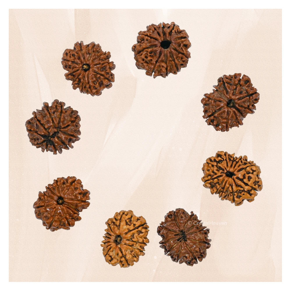 10 Mukhi Rudraksha - Certified
