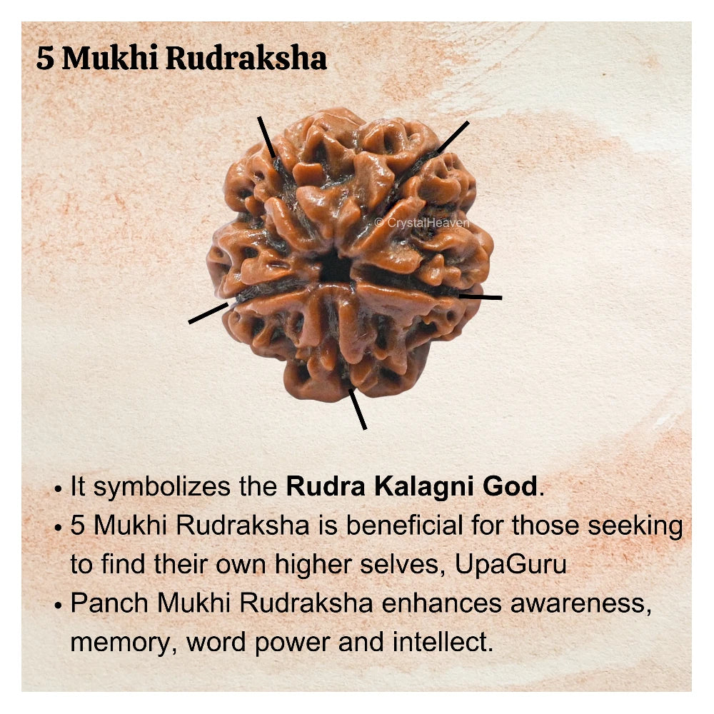 5 Mukhi Rudraksha - Certified