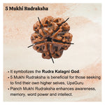5 Mukhi Rudraksha - Certified