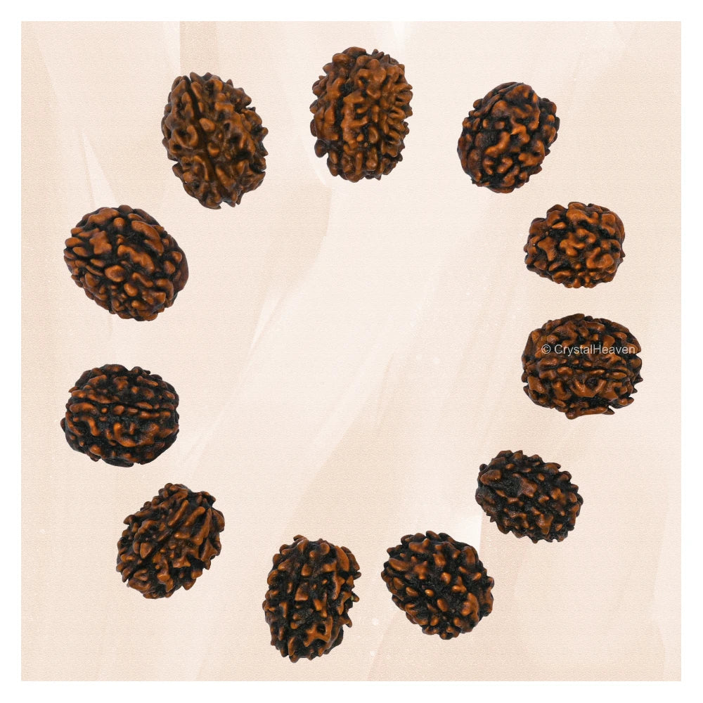 3 Mukhi Rudraksha - Certified