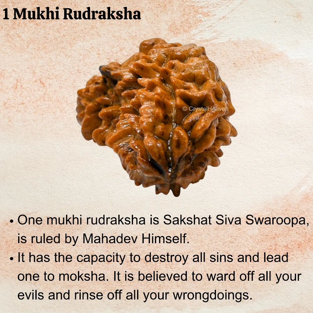 1 Mukhi Rudraksha - Certified