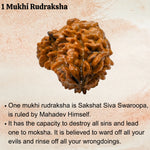 1 Mukhi Rudraksha - Certified