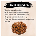 8 Mukhi Rudraksha - Certified