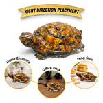 Tiger Eye Tortoise Kachhua