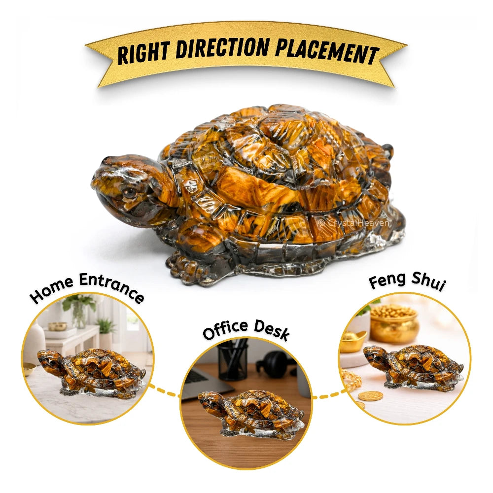 Tiger Eye Tortoise Kachhua