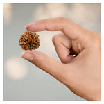 8 Mukhi Rudraksha - Certified