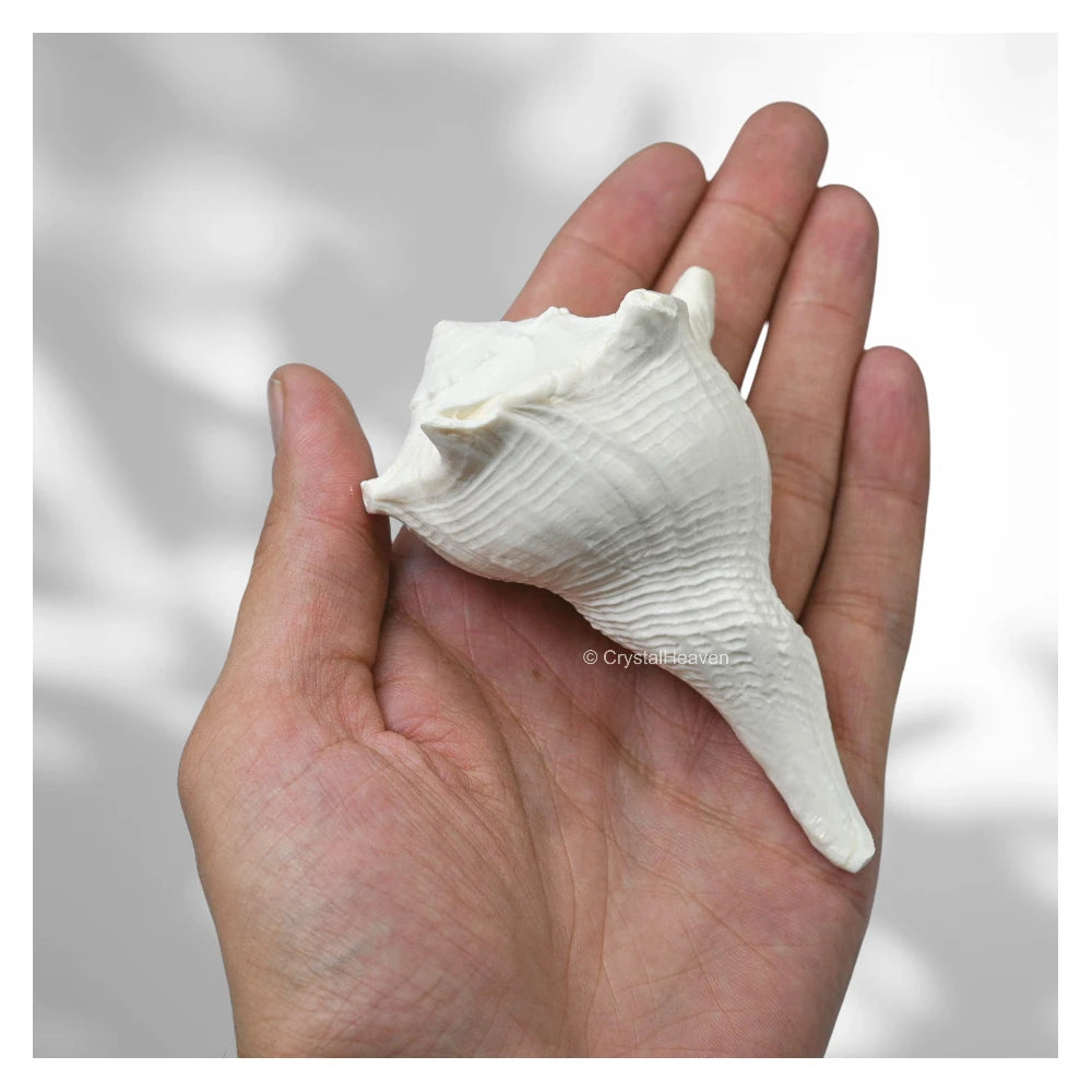Dakshinavarti Shankh Conch Shell (3" to 4" INCH)