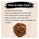 7 Mukhi Rudraksha - Certified