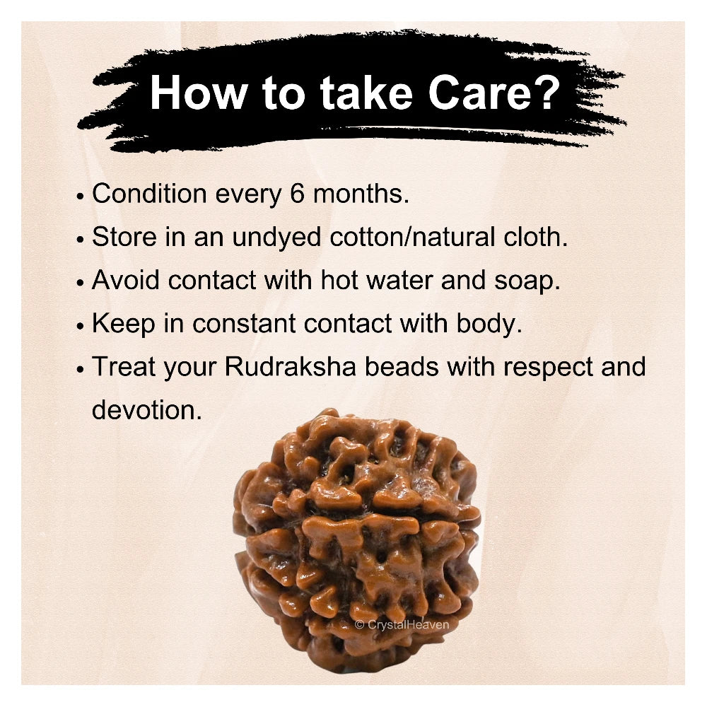 7 Mukhi Rudraksha - Certified