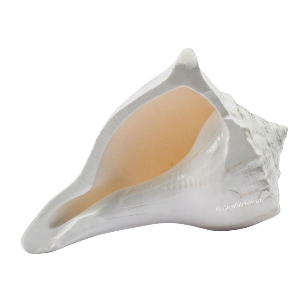 Dakshinavarti Shankh Conch Shell (2" to 3" INCH)