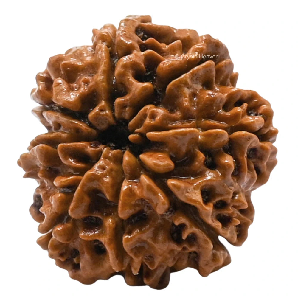 8 Mukhi Rudraksha - Certified