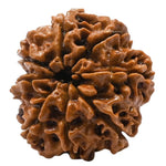 8 Mukhi Rudraksha - Certified