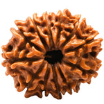 12 Mukhi Rudraksha - Certified