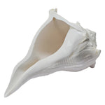 Dakshinavarti Shankh Conch Shell