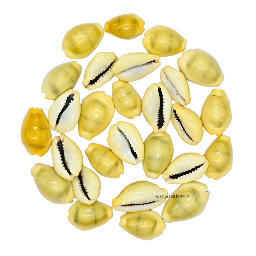 Kodi Cowrie Shell