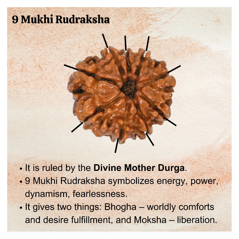 9 Mukhi Rudraksha - Certified