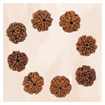 5 Mukhi Rudraksha - Certified