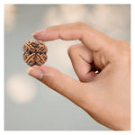 4 Mukhi Rudraksha - Certified