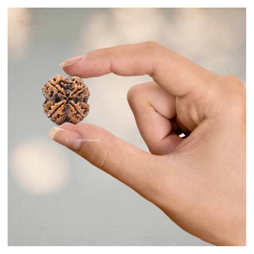 4 Mukhi Rudraksha - Certified