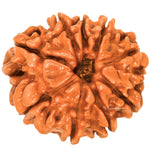 9 Mukhi Rudraksha - Certified