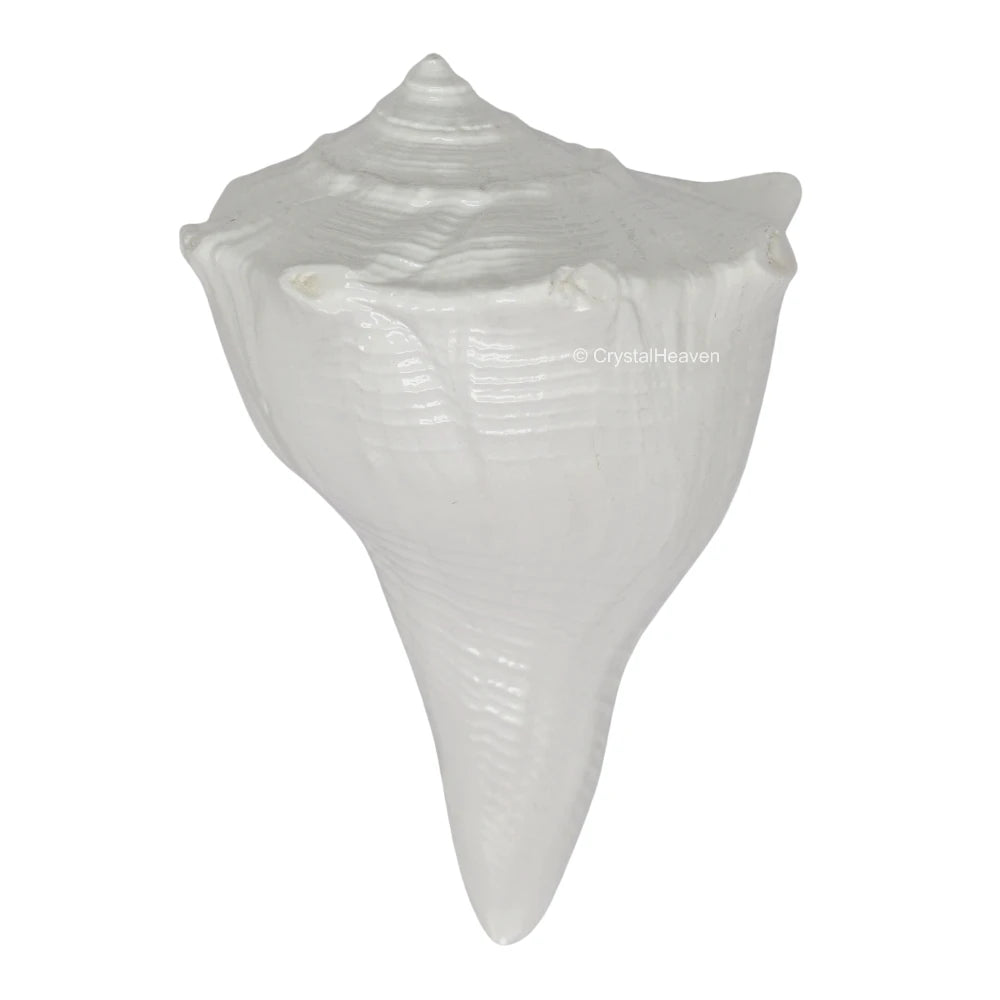 Dakshinavarti Shankh Conch Shell (2" to 3" INCH)