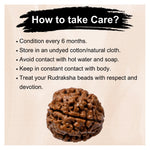 4 Mukhi Rudraksha - Certified