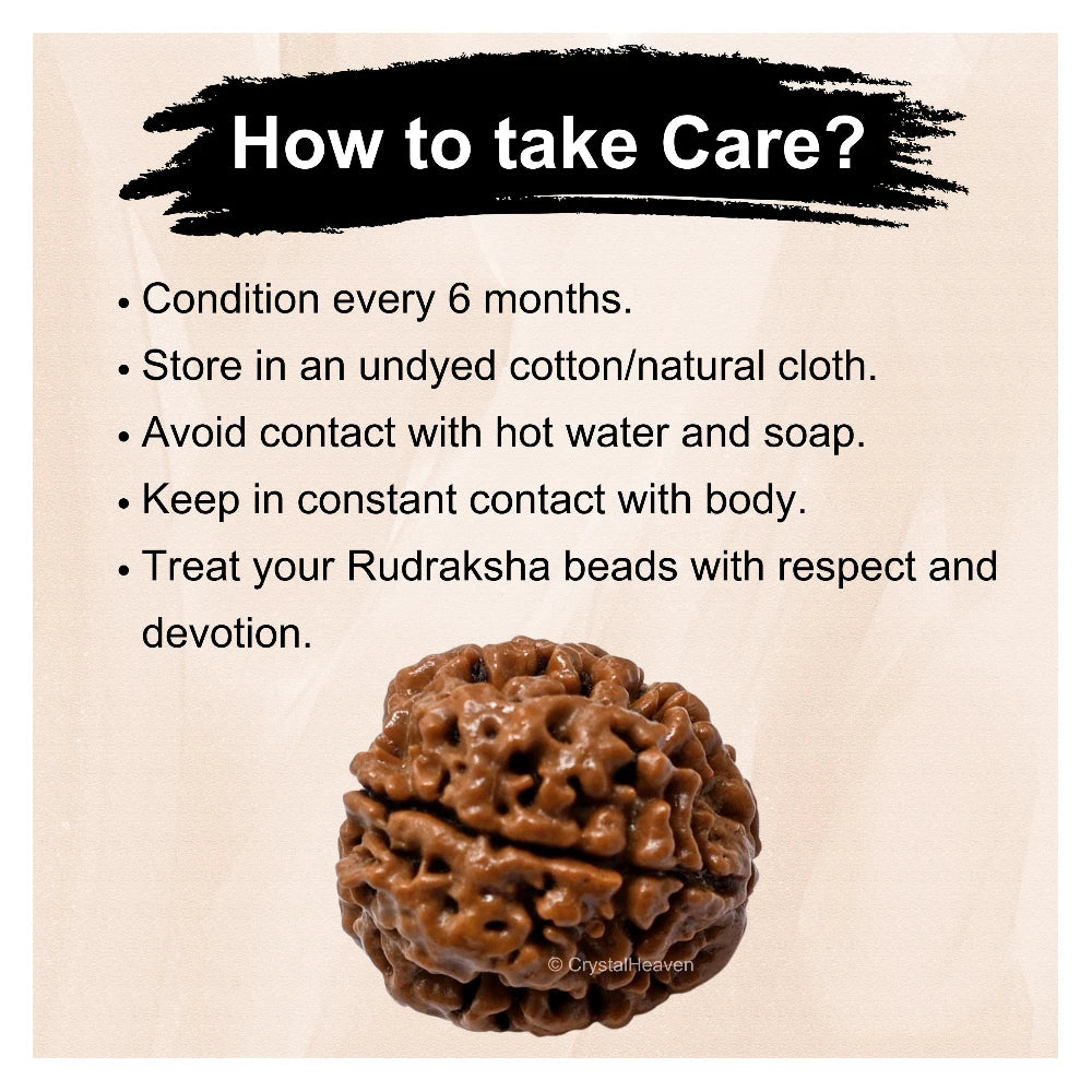 4 Mukhi Rudraksha - Certified