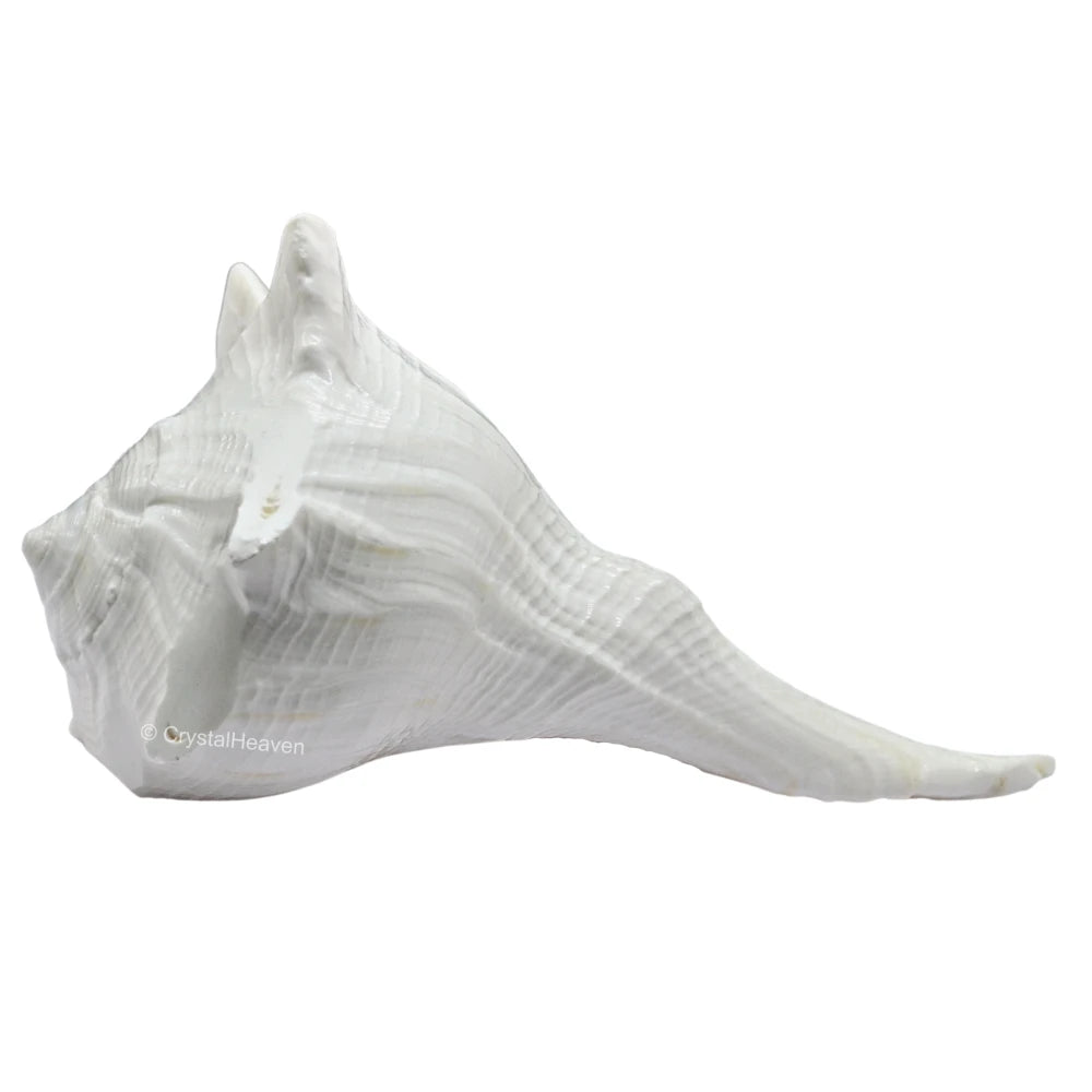 Dakshinavarti Shankh Conch Shell