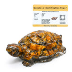 Tiger Eye Tortoise Kachhua