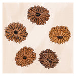 12 Mukhi Rudraksha - Certified