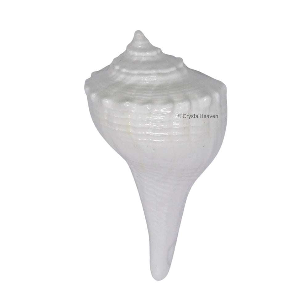 Dakshinavarti Shankh Conch Shell (1.5" to 2" INCH)