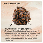 3 Mukhi Rudraksha - Certified
