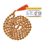 Original Rudraksha Mala (10 mm) (Hand Knotted)