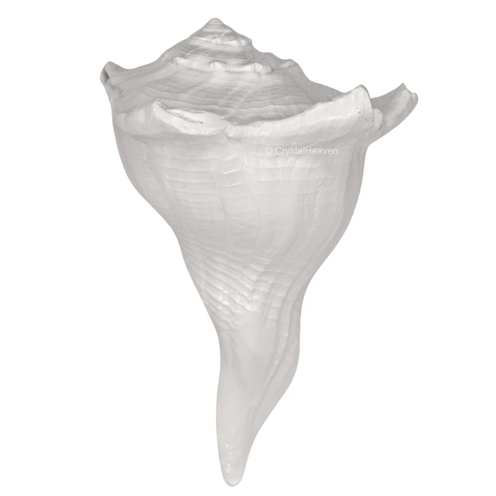 Dakshinavarti Shankh Conch Shell (5" to 6" INCH)
