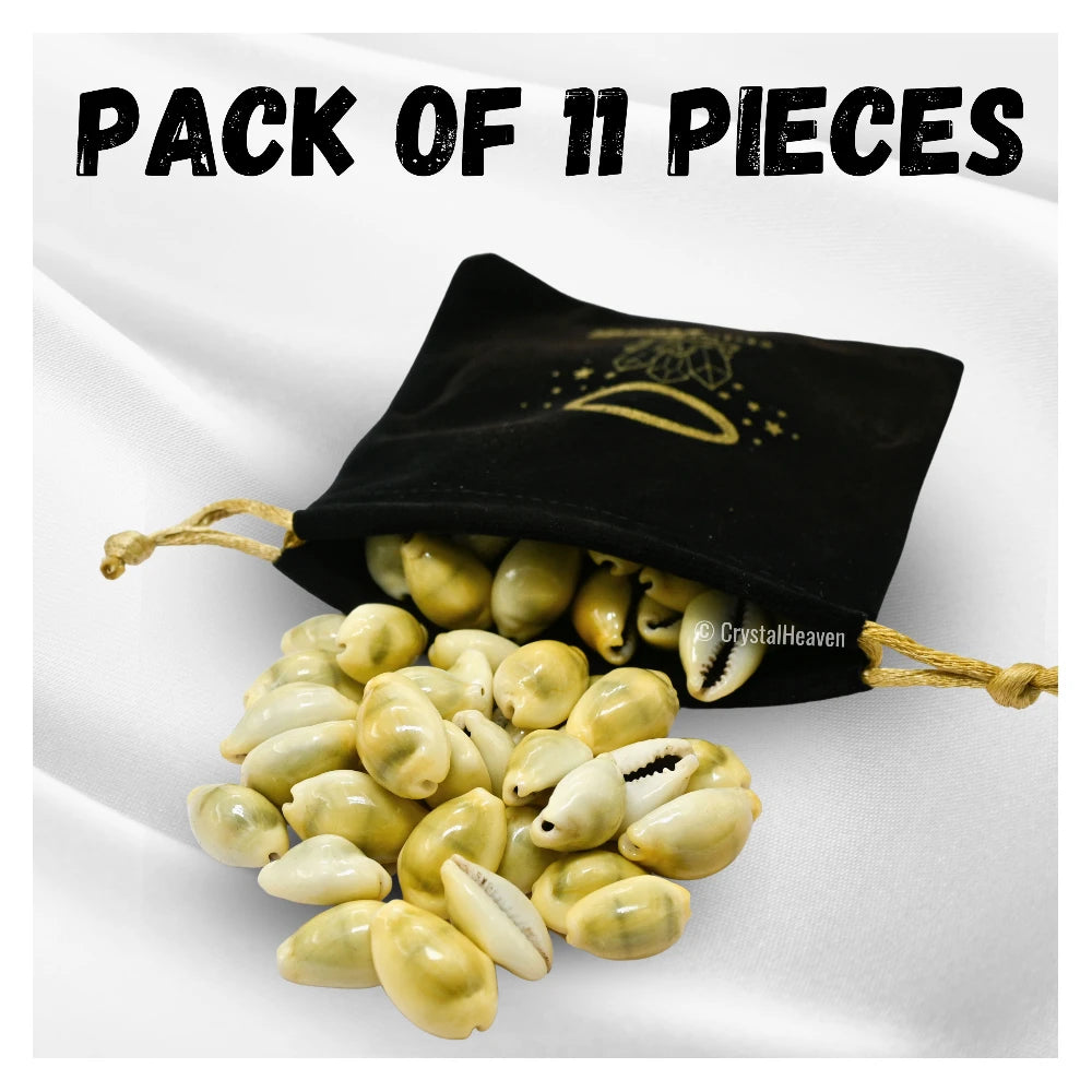 Kodi Cowrie Shell (11 Pieces)