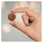 10 Mukhi Rudraksha - Certified