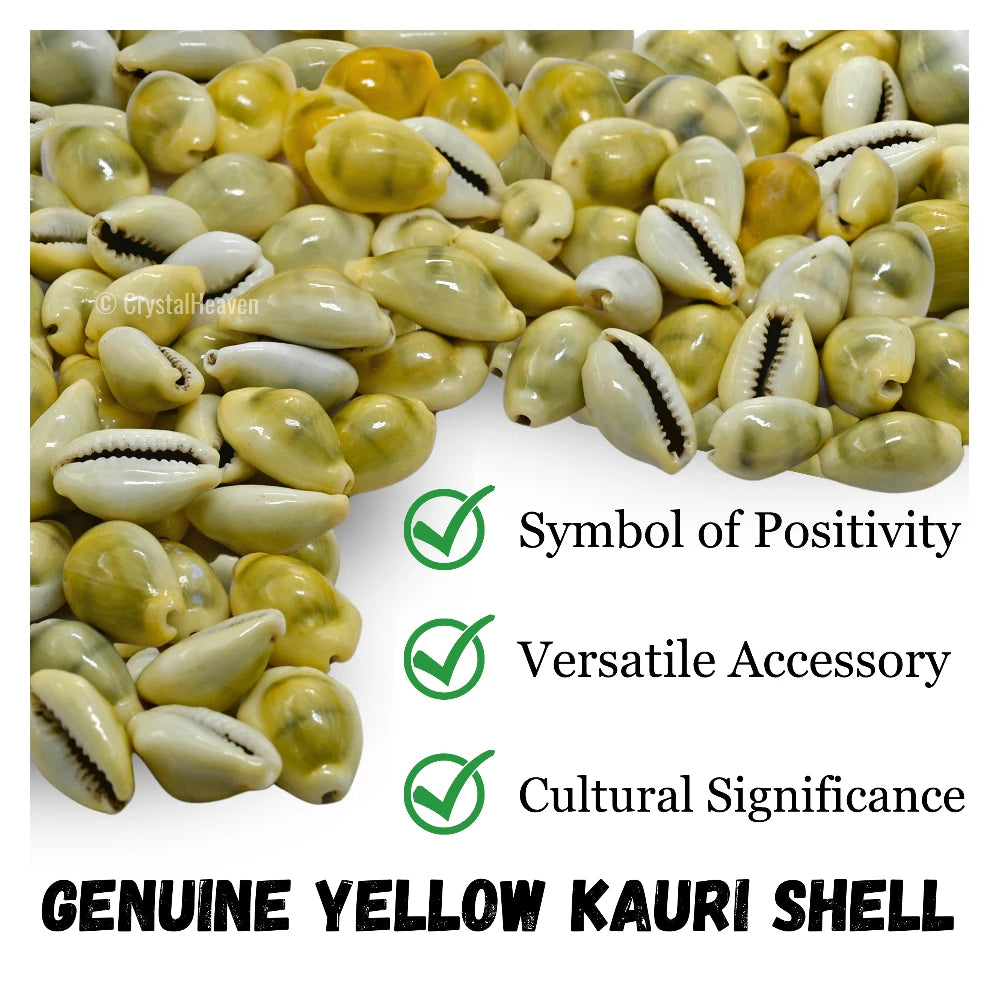 Kodi Cowrie Shell (21 Pieces)