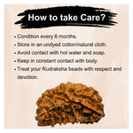 1 Mukhi Rudraksha - Certified