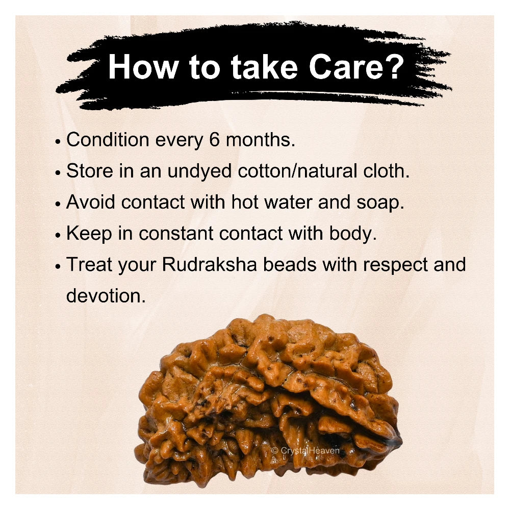 1 Mukhi Rudraksha - Certified