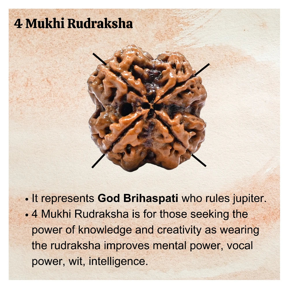 4 Mukhi Rudraksha - Certified